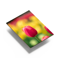 Ein schräg aufgenommenes Schild aus bedruckter Wellpappe. Das Motiv zeigt einen gestochen scharfen Fotodruck einer leuchtend roten Tulpe vor einem unscharfen, gelb-grünen Hintergrund. An der unteren Schnittkante ist die typische Wellenstruktur des Kartons deutlich zu erkennen.